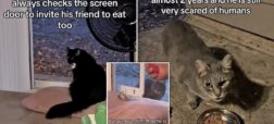 گربه‌ی مهربانی که هر شب یک گربه ولگرد را برای با هم شام خوردن دعوت می‌کند + ویدیو