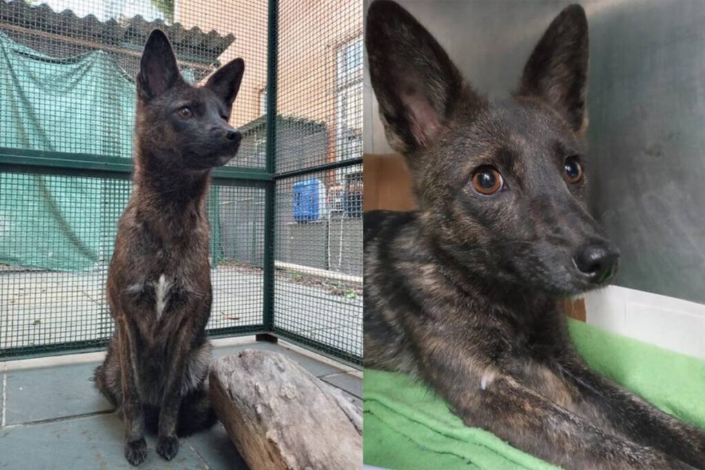 با داگزیم آشنا شوید؛ اولین دورگه‌ی تایید شده سگ و روباه که در برزیل پیدا شد + ویدیو