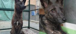 با داگزیم آشنا شوید؛ اولین دورگه‌ی تایید شده سگ و روباه که در برزیل پیدا شد + ویدیو