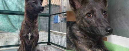 با داگزیم آشنا شوید؛ اولین دورگه‌ی تایید شده سگ و روباه که در برزیل پیدا شد + ویدیو