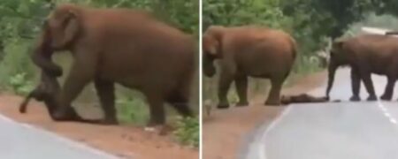 تشییع جنازه‌ی تلخ یک بچه فیل مرده توسط فیل های غمگین در هند + ویدیو