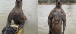 لحظه‌ی تلاش یک کانگورو برای غرق کردن یک سگ و حمله به صاحب آن+ ویدیو