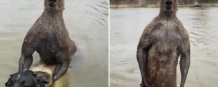 لحظه‌ی تلاش یک کانگورو برای غرق کردن یک سگ و حمله به صاحب آن+ ویدیو