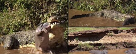 لحظه وحشتناکی که تمساحی بزرگ یک بچه اسب آبی را می بلعد + ویدیو