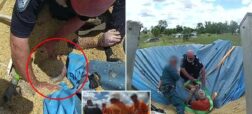 لحظات نفسگیر نجات کشاورز استرالیایی که داخل سیلوی غلات مدفون شده بود + ویدیو
