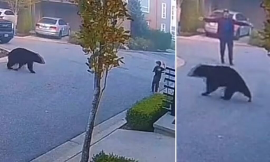 لحظه ترسناک نزدیک شدن خرس سیاه به یک کودک و مردی که او را نجات می دهد + ویدیو