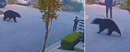 لحظه ترسناک نزدیک شدن خرس سیاه به یک کودک و مردی که او را نجات می دهد + ویدیو