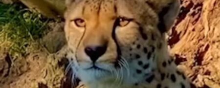 میو میو کردن یک یوزپلنگ بالغ که باعث تعجب کاربران شبکه های اجتماعی شد! + ویدیو