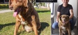 مرگ پیرترین سگ جهان، تنها ۵ ماه بعد از جشن تولد ۳۱ سالگی اش + ویدیو