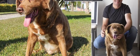 مرگ پیرترین سگ جهان، تنها ۵ ماه بعد از جشن تولد ۳۱ سالگی اش + ویدیو