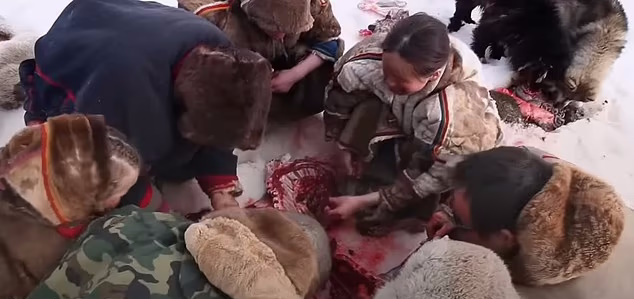 عشایر قطب شمال چطور دندان هایشان را درست می‌کنند + ویدئو 