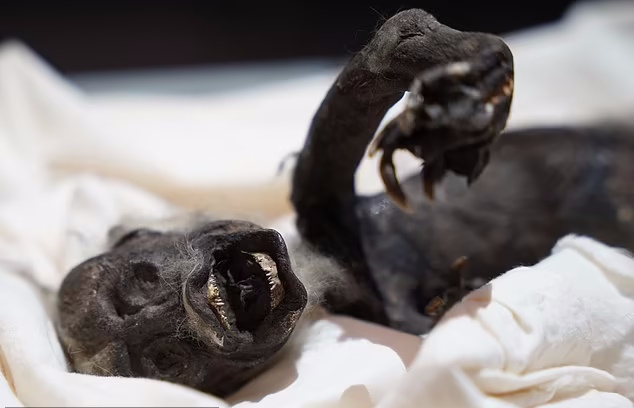 «پری دریایی فیجی» موجودی عجیب که ترکیبی از ۳ گونه مختلف است + ویدئو