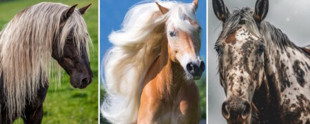 ۱۵ نژاد اسب که زیبایی منحصر به فردشان نفسگیر است