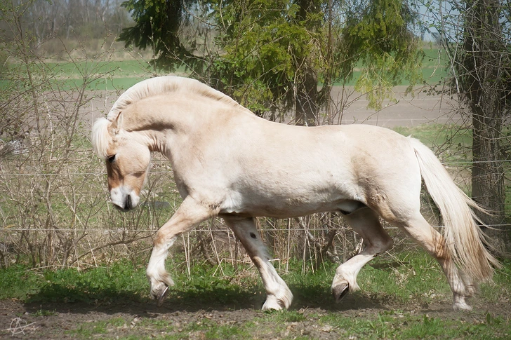 ۱۵ نژاد اسب که زیبایی نفسگیری دارند