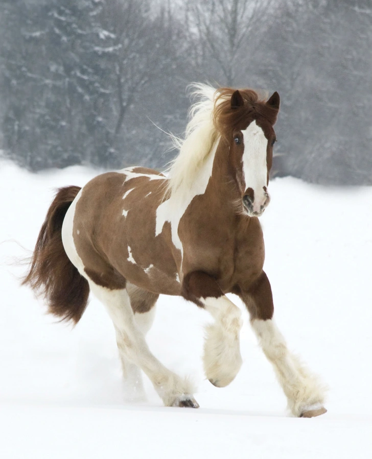 ۱۵ نژاد اسب که زیبایی نفسگیری دارند