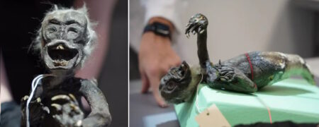 کشف اسرار «پری دریایی فیجی»؛ ترکیبی از ماهی، میمون و یک خزنده + ویدئو