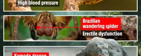 چگونه سم مار و عنکبوت می تواند جان شما را نجات دهد؟