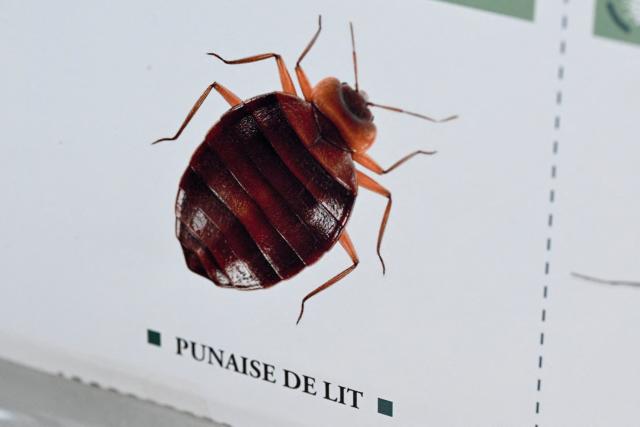پایتخت فرانسه، گرفتار حشرات کوچکی شده که از پوست ساکنان این شهر تغذیه می‌کنند