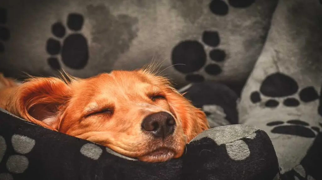 چرا سگ‌ ها زیاد می‌ خوابند؟ میزان خواب سگ‌ ها به چه عواملی بستگی دارد؟