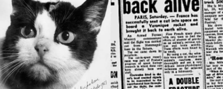 با تنها فضانورد گربه سان جهان آشنا شوید! «فلیست» گربه فضانورد فرانسوی + ویدیو