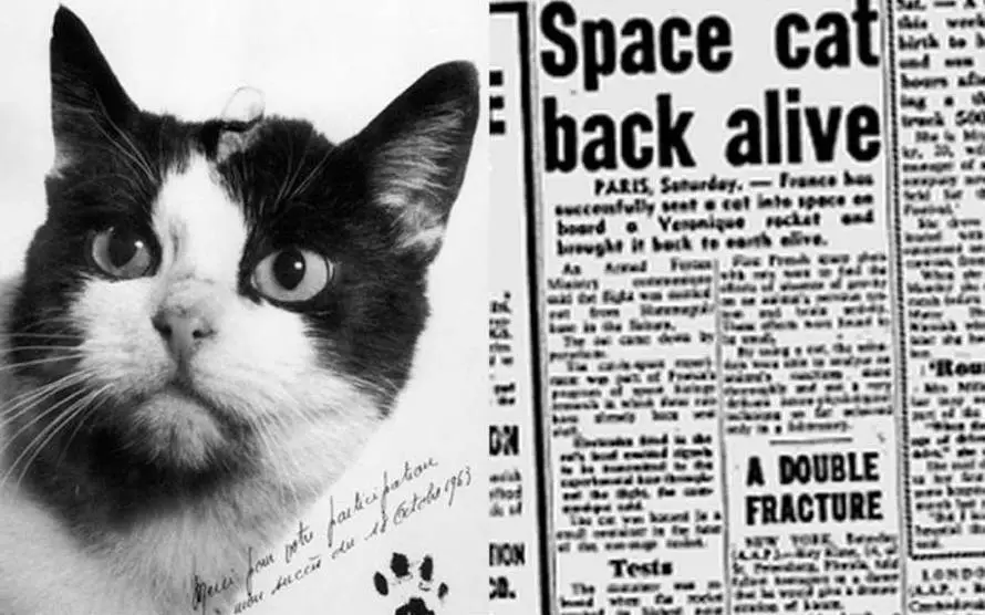 با تنها فضانورد گربه سان جهان آشنا شوید! «فلیست» گربه فضانورد فرانسوی + ویدیو