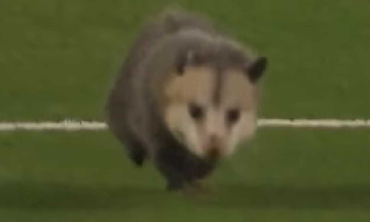 صاریغ بازیگوشی که مسابقه دو تیم فوتبال آمریکایی را به هم ریخت + ویدیو