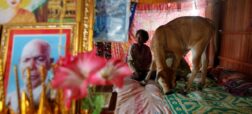 ازدواج عاشقانه زن کامبوجی با یک گاو که کمان می کند تناسخ شوهر مُرده‌ی اوست + ویدیو