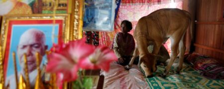 ازدواج عاشقانه زن کامبوجی با یک گاو که کمان می کند تناسخ شوهر مُرده‌ی اوست + ویدیو