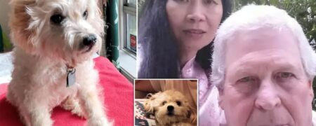 دوست داشتنی یا ترسناک؟ تاکسیدرمی یک سگ مُرده که همدم جدید صاحبانش شد!