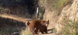 لحظه وحشتناک مواجهه‌ی ناگهانی دونده‌ای در مسیر خود با یک خرس و توله‌هایش