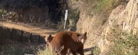 لحظه ترسناک مواجهه‌ی ناگهانی دونده‌ با یک خرس و توله‌هایش + ویدیو