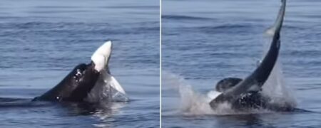 لحظه باورنکردنی‌ که شکارچی خود شکار می شود؛ دریده شدن گلوی کوسه توسط شیر دریایی + ویدیو