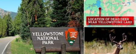 اولین مورد تأیید شده از بیماری زامبی گوزن ها در پارک ملی یلواستون آمریکا مشاهده شد!