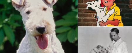 کاهش محبوبیت ۹۴ درصدی و خطر انقراض نژاد سگی که با «ماجراهای تَن‌تَن» معروف شد