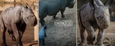 لحظه‌ی تولد یک کرگدن سیاه شرقی؛ امیدی تازه‌ برای نجات این گونه در خطر انقراض + ویدیو