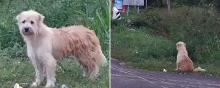 سگ گمشده‌ای که ۴ سال کنار جاده منتظر ماند تا صاحبش او را پیدا کند + ویدیو