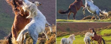 تصاویر خیره‌کننده‌ی نبرد دو اسب وحشی نر برای نشان دادن برتری خود به یک ماده