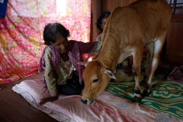 ازدواج عاشقانه زن کامبوجی با یک گاو که کمان می کند تناسخ شوهر مُرده‌ی اوست