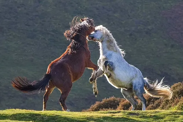تصاویر خیره‌کننده‌ی نبرد دو اسب وحشی نر برای نشان دادن برتری خود به یک ماده