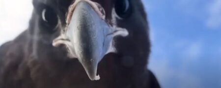 تصاویری که نشان می دهد شاهین ها پرندگان بسیار باهوشی هستند + ویدیو