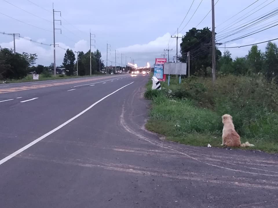 سگ وفاداری که 4 سال کنار جاده‌ای منتظر پیدا شدن صاحبش ماند