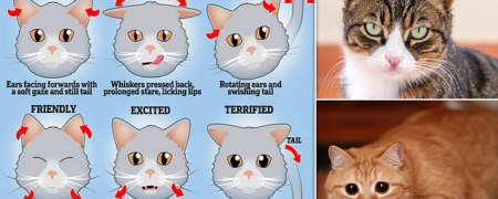 این حالت صورت گربه ها چه احساساتی را در آن ها نشان می دهد؟