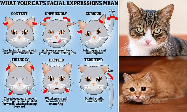 این حالت صورت گربه ها چه احساساتی را در آن ها نشان می دهد؟