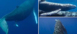 ثبت لحظه نادر تولد نهنگ گوژپشت برای اولین بار + ویدئو خیره کننده