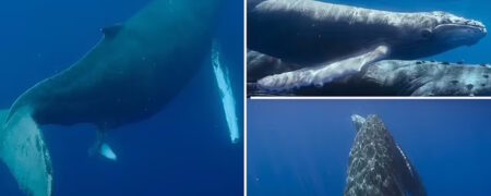ثبت لحظه نادر تولد نهنگ گوژپشت برای اولین بار + ویدئو خیره کننده