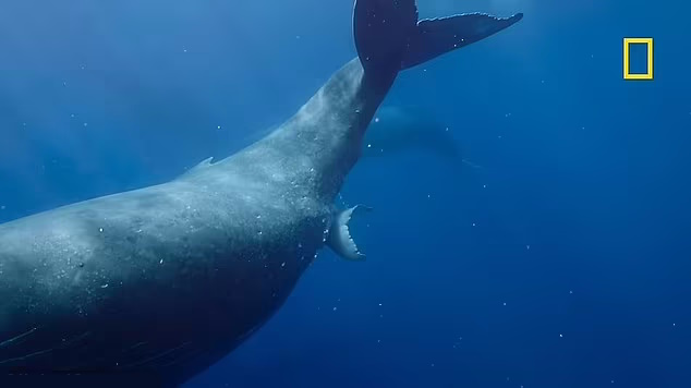 مشاهده روند کامل تولد نهنگ گوژپشت توسط دانشمندان + ویدئو خیره کننده
