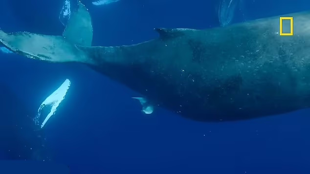 مشاهده روند کامل تولد نهنگ گوژپشت توسط دانشمندان + ویدئو خیره کننده