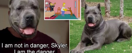 ماجرای گم شدن سگی به نام «شلبی» در خیابان فرشته تهران که سوژه توییتری ها شد