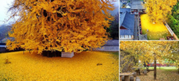 زیباترین درخت جهان در کره جنوبی که ۸۰۰ سال قدمت دارد