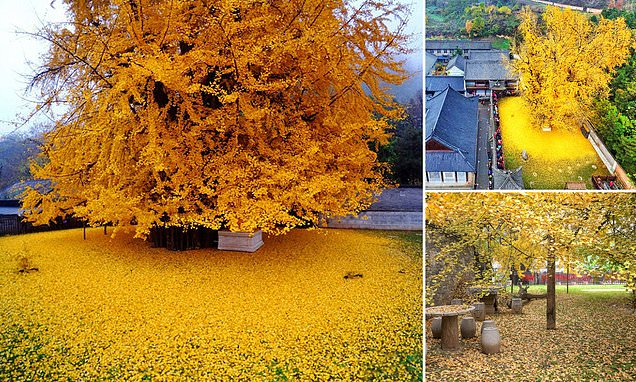 زیباترین درخت جهان در کره جنوبی که ۸۰۰ سال قدمت دارد